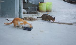 愿你三冬暖歌曲原唱 愿你三冬暖歌曲原唱